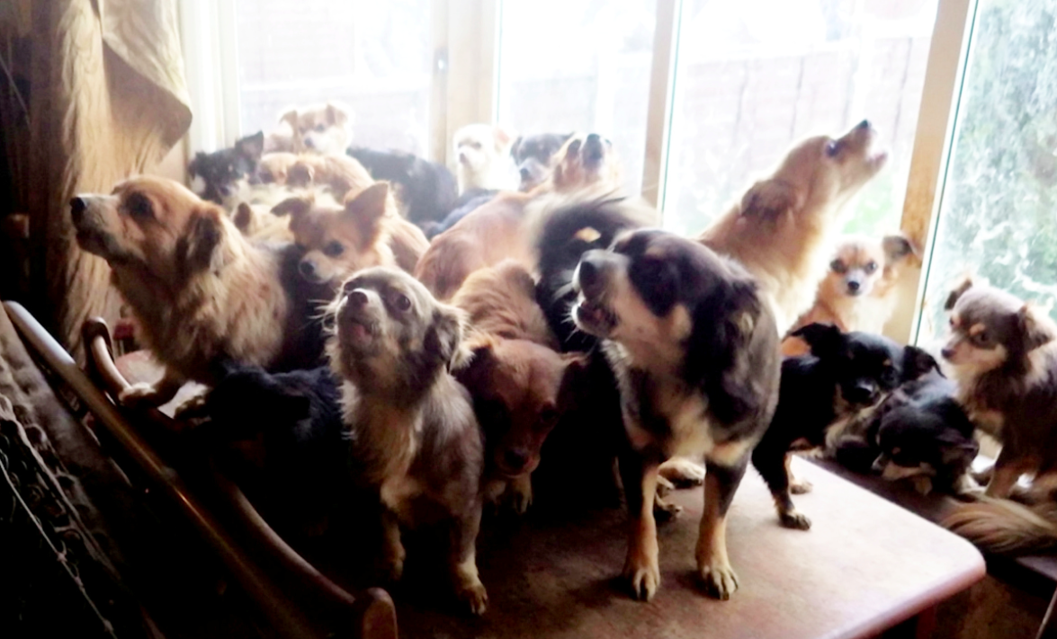 <em>Police found 82 chihuahuas crammed into a home while investigating a woman’s death (SWNS)</em>