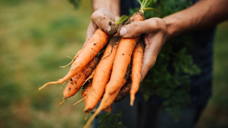 Person holding carrots