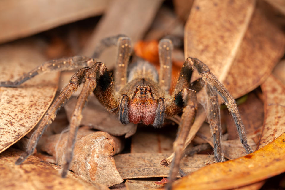 Aries: You’re the Brazilian Wandering Spider