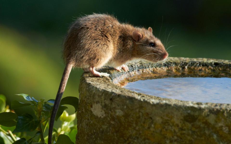 how to know have rats uk garden best ways get rid stop rats rodents 2022 pests summer - Avalon.red / Alamy Stock Photo