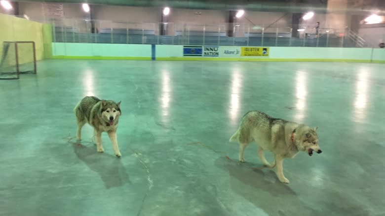 Happily gone to the dogs: Veterinarians visit Sheshatshiu with Project Chinook