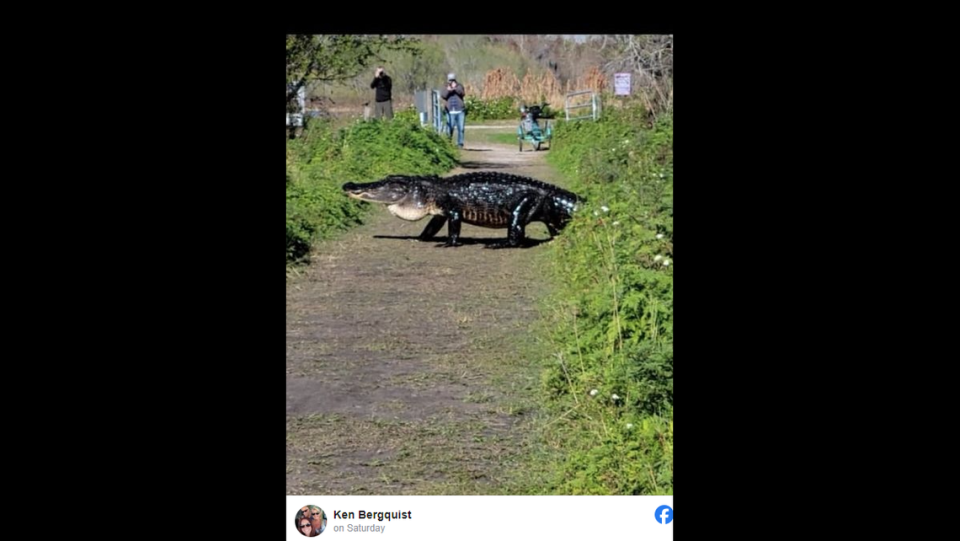 A massive alligator, nicknamed Fabio by locals, strutted across a Florida reserve path to the shock of onlookers, a video shows.