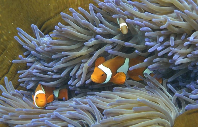 Many efforts are under way to save the iconic Great Barrier Reef, including one project to transplant larvae into damaged areas of the reef where the natural supply of coral larvae has been reduced or erased