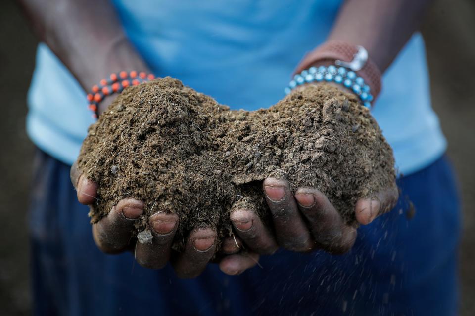 A farmer holds livestock manure that he will use to fertilize crops, due to the increased cost of fertilizer that he says he now can't afford to purchase, in Kiambu, near Nairobi, in Kenya Thursday, March 31, 2022. Together, Russia and Ukraine export nearly a third of the world’s wheat and barley, more than half its sunflower oil and are big suppliers of corn. Russia is the top global fertilizer producer.