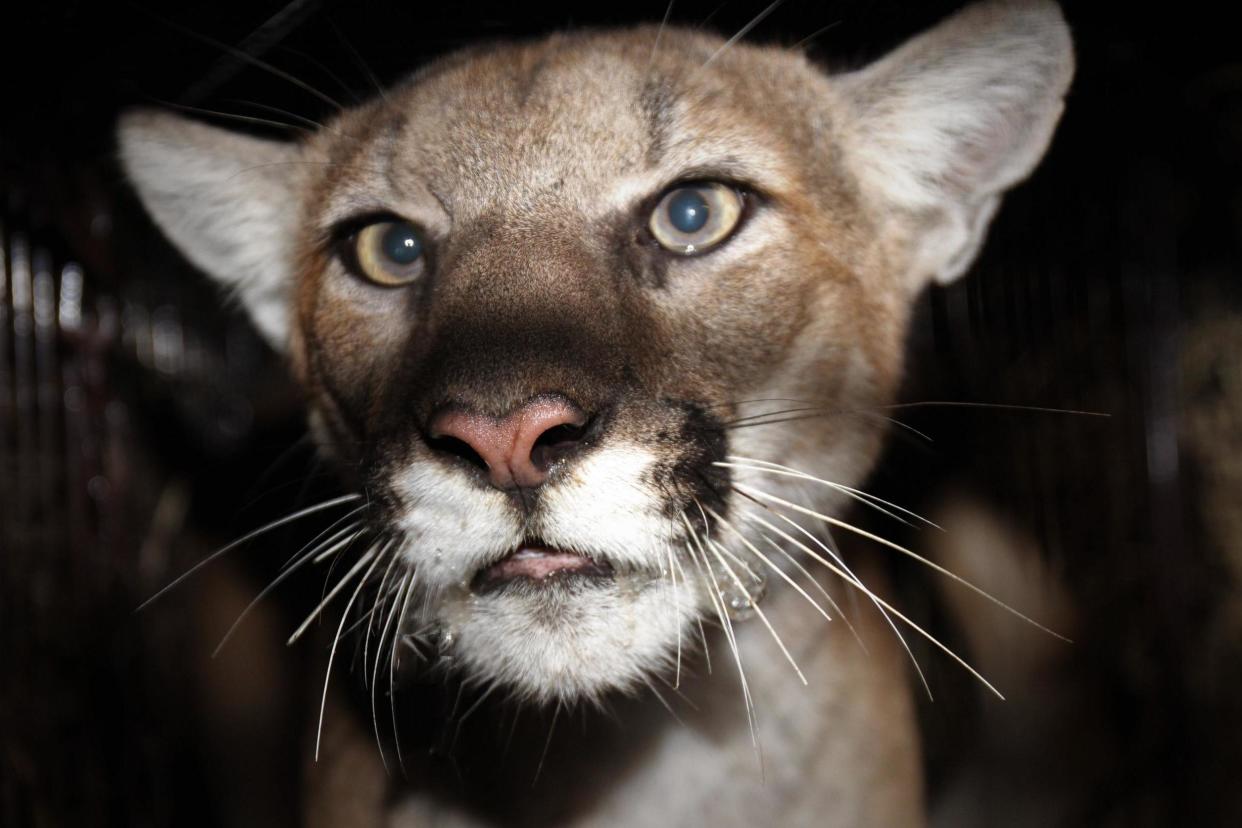 Mountain lions have been spotted roaming the streets of Simi Valley, California: AP