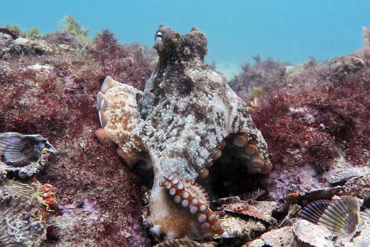 The octopus tetricus species, also known as the