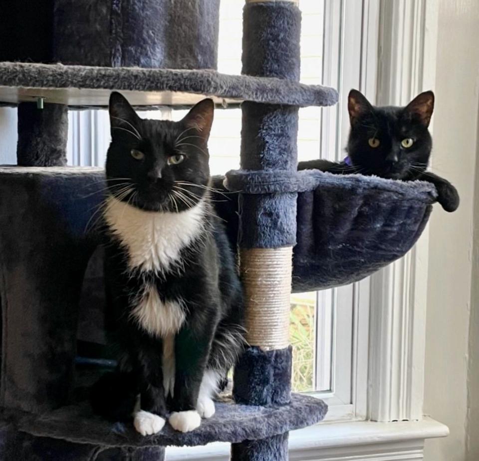 Starsky, left, is one of the cats rescued from the Hyatt animal cruelty case and was adopted in October. Starsky is pictured here with a buddy he's made in his new home. When rescued, Starsky's issues included fleas, broken teeth and an open wound on his neck, according to the Humane Society of Washington County. He had to learn to trust people again.