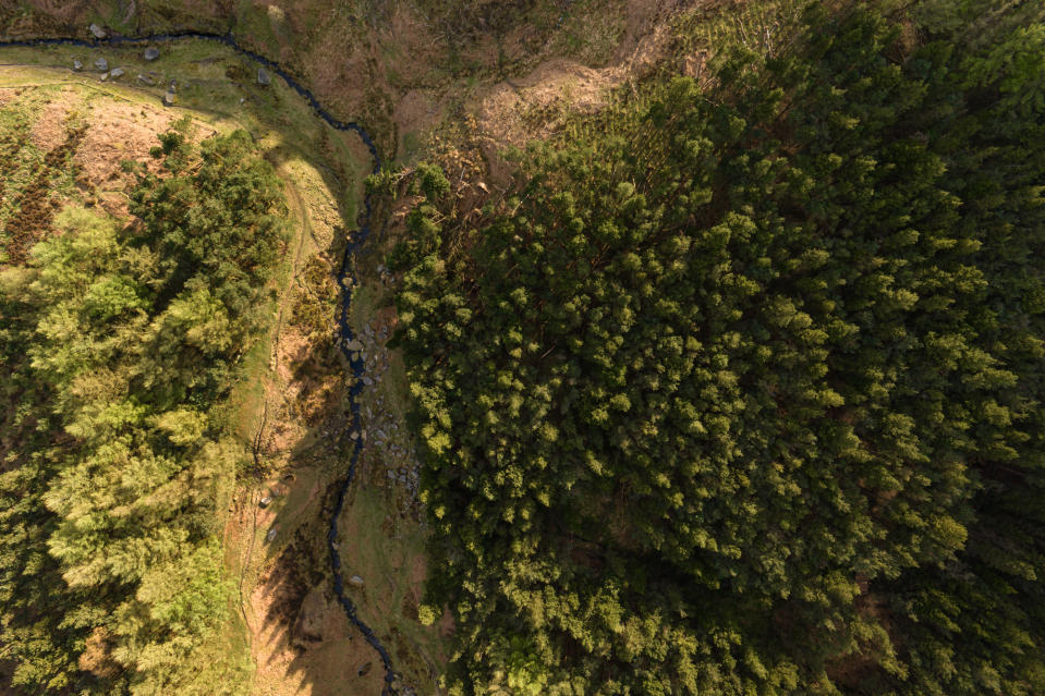 DJI Inspire 3 aerial image of forest