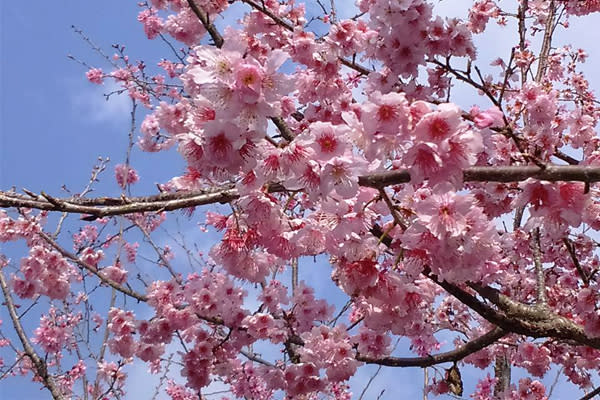 粉色花朵綻放。(圖片來源／信義鄉草坪頭 玉山觀光茶園)