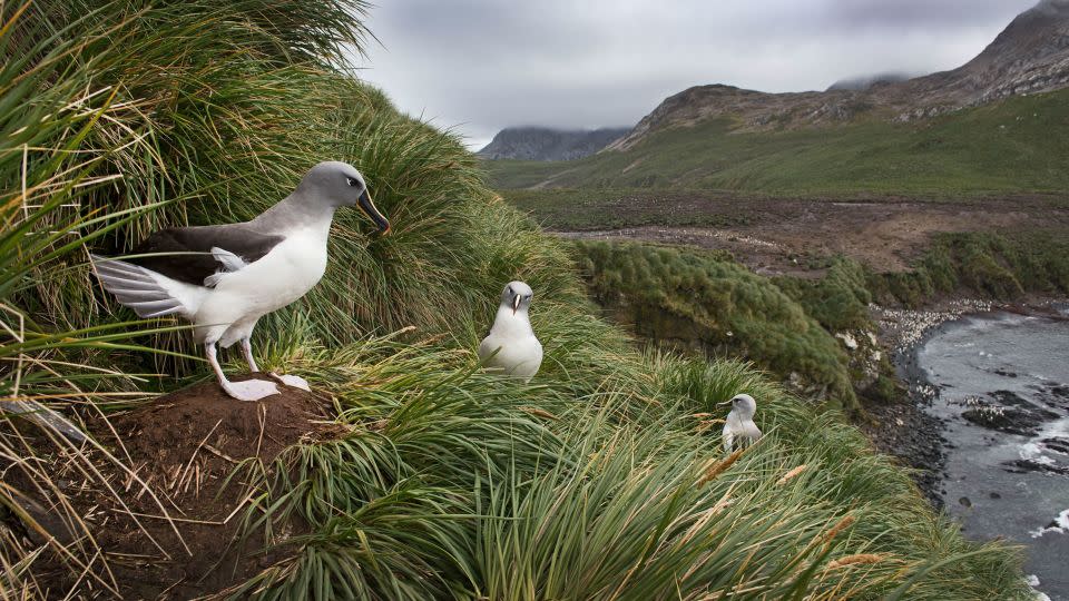 A grey-headed albatross colony in Elsehul, South Georgia. According to the report, these bird species are endangered primarily due to incidental capture in longline fisheries. - Education Images/Universal Images Group/Getty Images