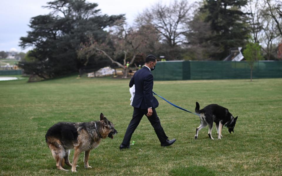 An aide was seen walking both dogs on Wednesday morning - Mandel Ngan/Pool via REUTERS