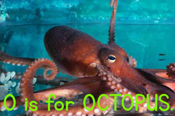 o_octopus.jpg