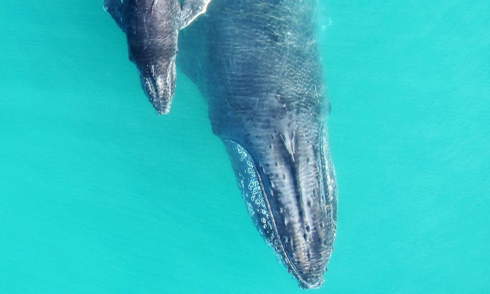 A mother whale with her calf in the Exmouth Gulf