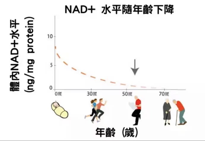 補充 NMN 增加體內 NAD+　逆齡抗老新發現
