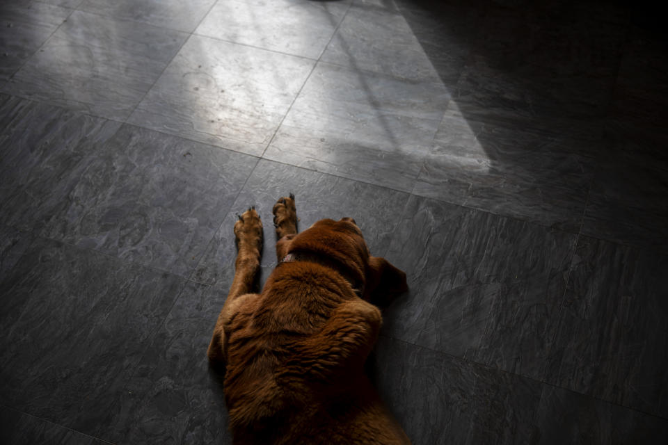 Copper, the family bloodhound, lays on the floor in the VanDerzee home where Sgt. James Johnston once lived with his wife, the family's eldest daughter, Krista, in Trumansburg, N.Y., Saturday, Aug. 31, 2019. On June 25th, Krista and James did what they'd done since he arrived in Afghanistan. He messaged her that he'd be going on an operation. "Be safe. I love you," she'd responded, and she awaited word that he had returned safely. This time, there was silence. (AP Photo/David Goldman)