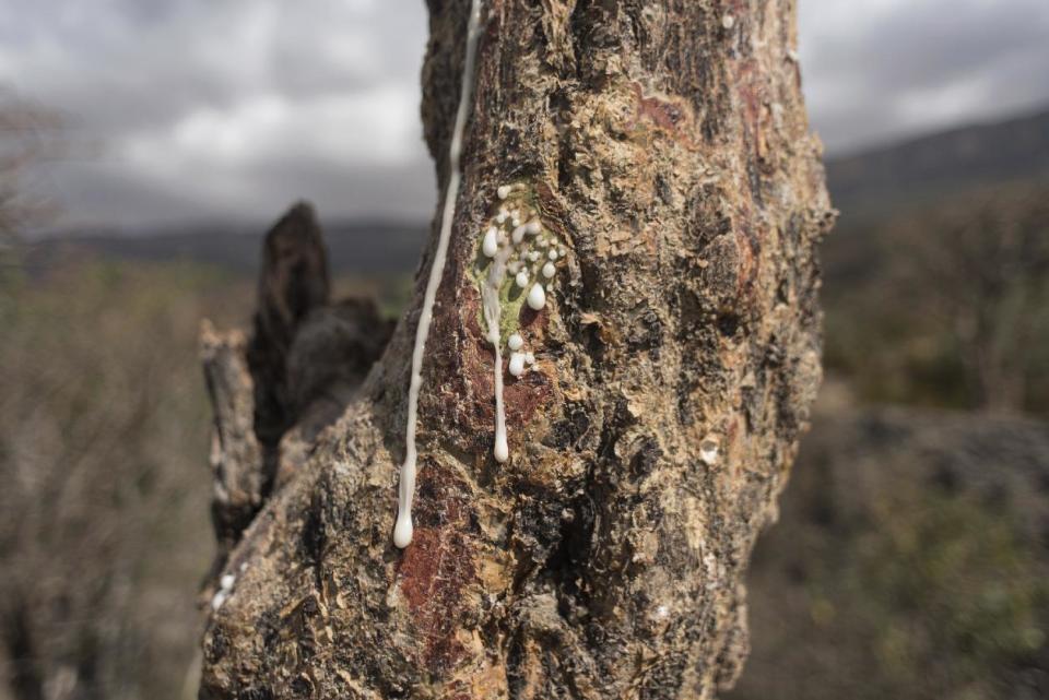 In this Thursday, Aug. 4, 2016 photo, sap runs out of a frankincense tree near Mader Moge, Somaliland, a breakaway region of Somalia. The last wild frankincense forests on Earth are under threat as prices rise with the global appetite for essential oils. Overharvesting has trees dying off faster than they can replenish, putting the ancient resin trade at risk. (AP Photo/Jason Patinkin)