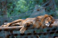 <p>A lion is shown at the Caricuao Zoo in Caracas, Venezuela, July 12, 2016. Dozens of animals have starved to death at one of Venezuela’s main zoos due to chronic food shortages that have plagued the crisis-stricken South American nation. (Carlos Jasso/Reuters) </p>