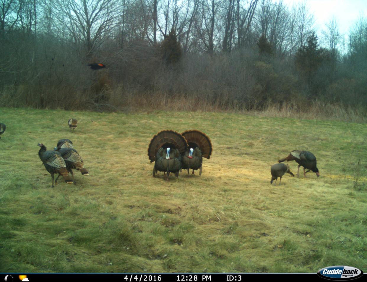 Wild turkeys were captured on a trail camera at the GM Milford Proving Grounds n Milford on April 4, 2016.