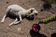 Vilma de Callata, 45, collects blood from a slaughtered sheep in Tusaquillas, Jujuy Province, Argentina, Sunday, April 23, 2023. The parched waterways surrounding the town are intrinsically connected with spanning white salt flats below, subterranean lagoons with waters jam-packed with a material that’s come to be known as “white gold” – lithium. (AP Photo/Rodrigo Abd)