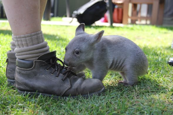 Orphaned baby wombat finds new mum