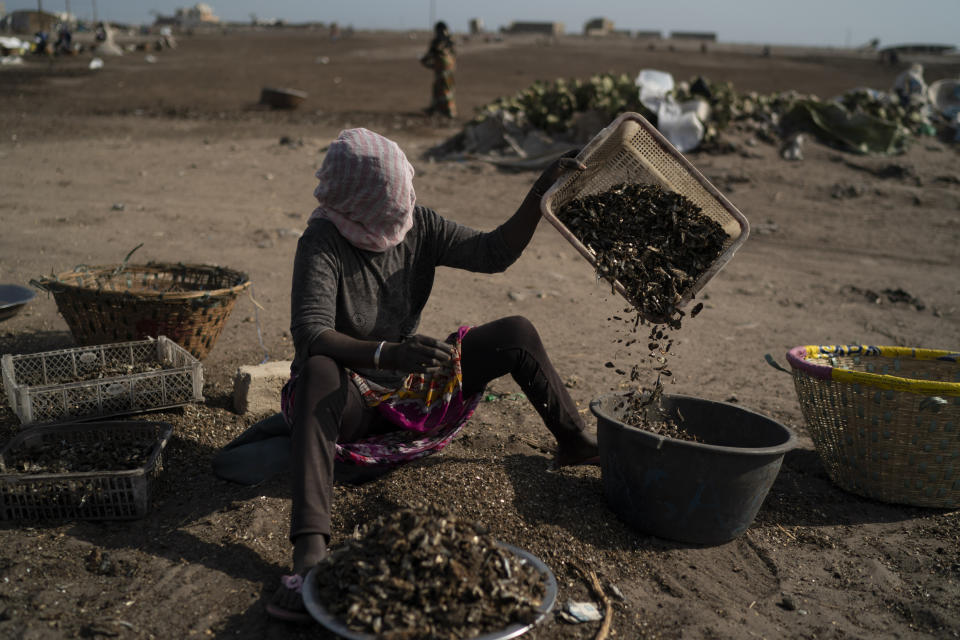 A woman works on a fish processing site on Bargny beach, some 35 kilometers (22 miles) east of Dakar, Senegal, Sunday April 25, 2021. (AP Photo/Leo Correa)
