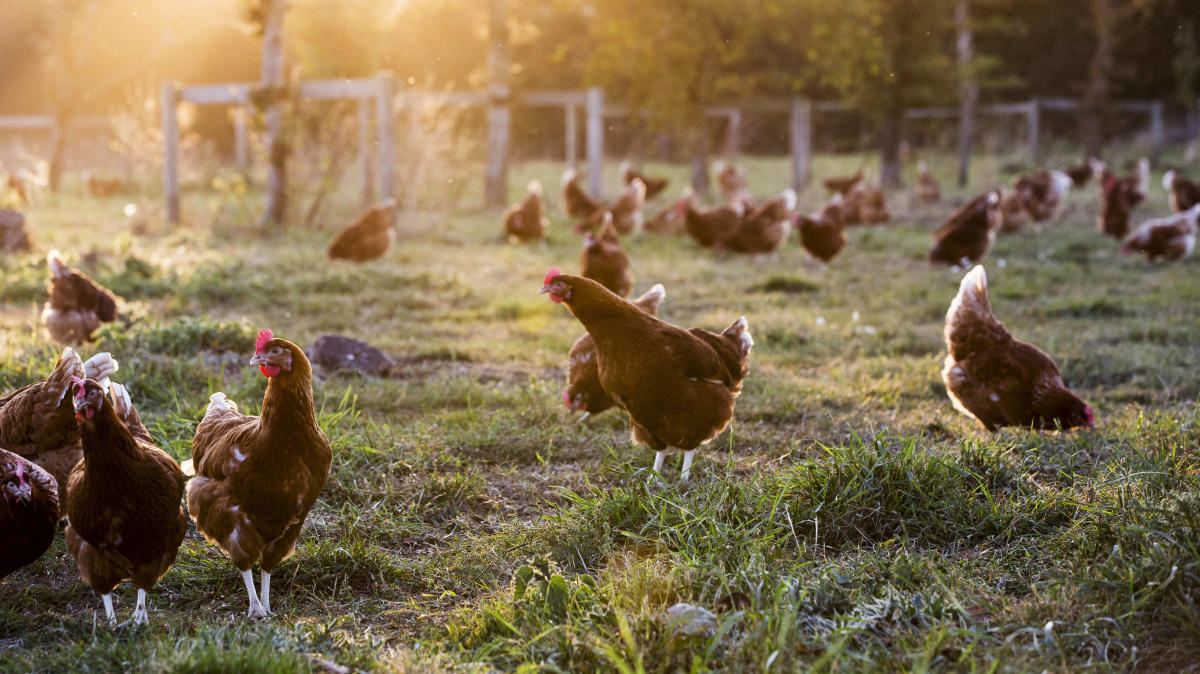 chicken-shortage-sends-prices-soaring