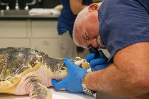 Tally receives a veterinary at the Houston Zoo.