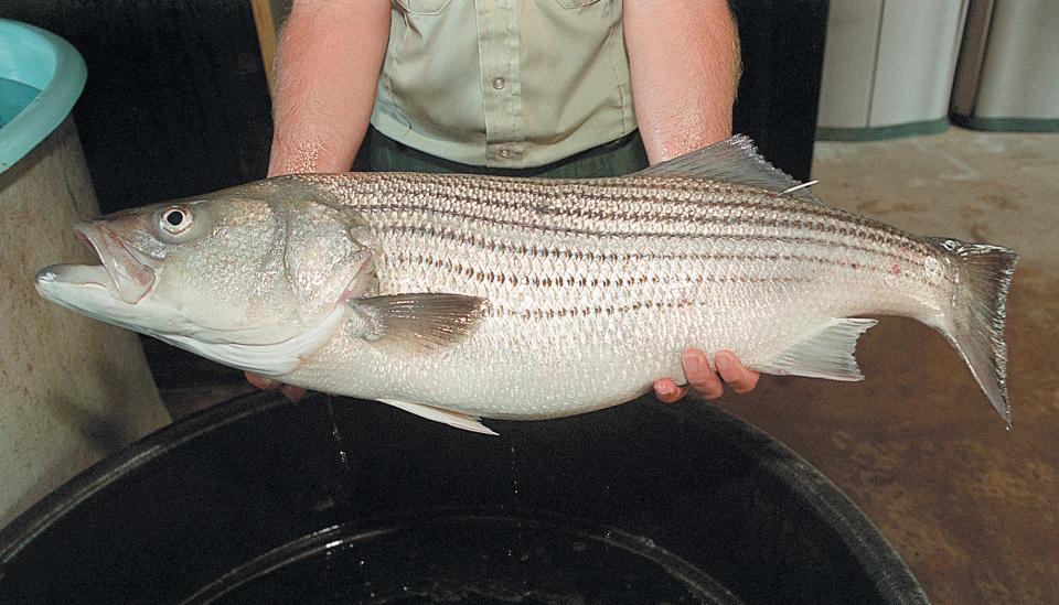 This female striped bass is used to spawn other bass at the fishery. A healthy female bass can produce between 500,000 and 1.5 million eggs. Published Sept. 12, 1999. Daily News/TRACEY STEELE