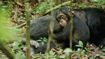 DisneyNature's "Chimpanzee" - 2012