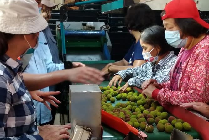 銀髮族協助高雄大樹農場採收玉荷包。（記者許正雄翻攝）