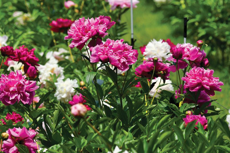 Peonies at Nicewicz Farm