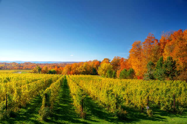 <p>Gary Ennis/Getty Images</p> A vineyard sitting on Traverse Bay in Traverse City, Michigan during the fall time