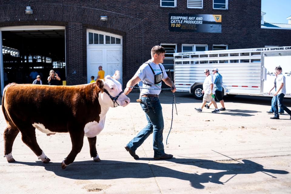 Grant Brix walks his cow, Ziggy, to the Livestock Pavilion for the 4-H Beef Cattle Show at the Iowa State Fair.