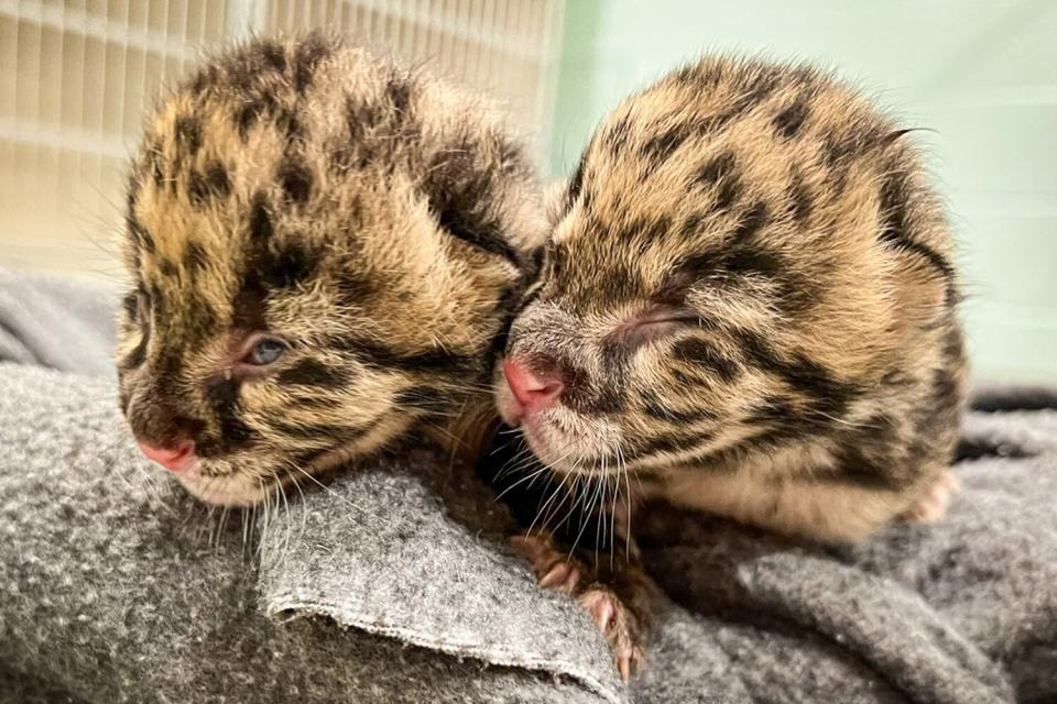 Clouded leopard cubs