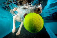 <p>The Jack Russell-whippet cross almost catches the ball. (Photo: Jonny Simpson-Lee/Caters News) </p>
