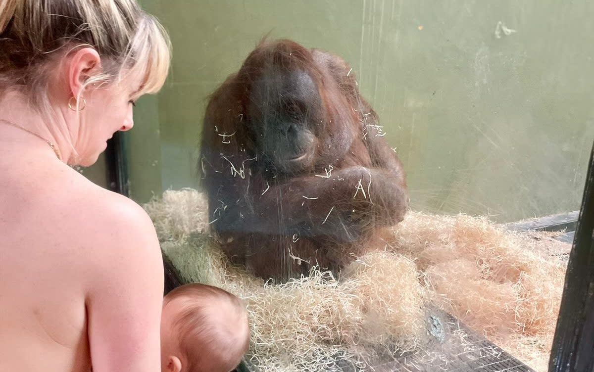 Breastfeeding mother with ape at Dublin Zoo