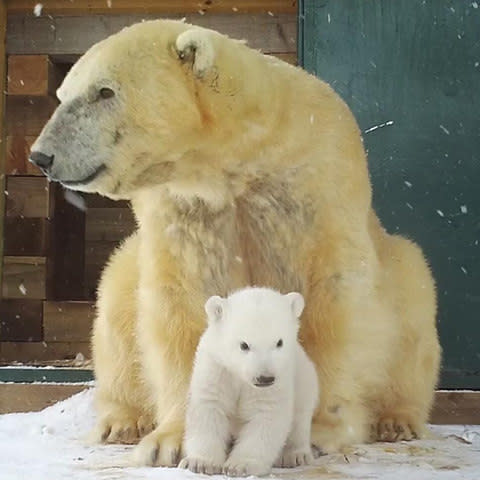 The cub with mother Victoria - Credit: Channel 4/STV Productions