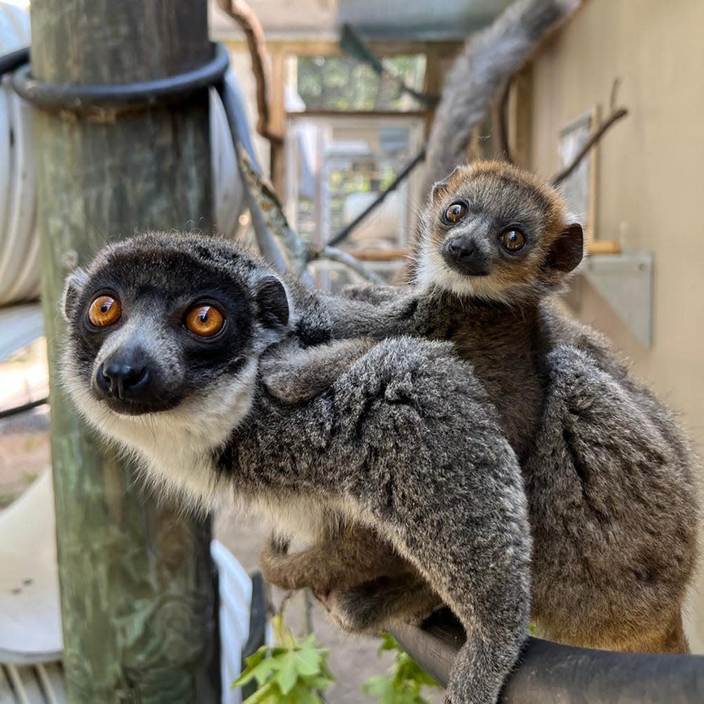 At the Jacksonville Zoo and Gardens, a newborn mongoose lemur holds on to mother Olivia. The baby was the first critically endangered mongoose lemur has born at the zoo.