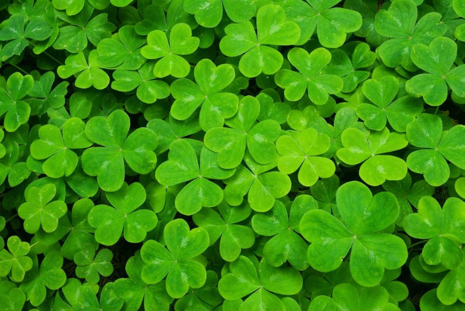 <p>St. Patrick's Day dominates the month of March, with <a rel="nofollow noopener" href="https://www.goodhousekeeping.com/food-recipes/easy/videos/a37082/how-to-make-green-beer/" target="_blank" data-ylk="slk:green beer;elm:context_link;itc:0;sec:content-canvas" class="link ">green beer</a>, interesting legends, and unknown facts. Learn more about the man and holiday that's celebrated all around the country on March 17. <br></p>