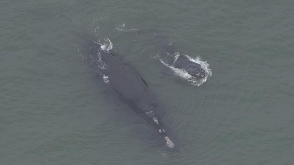 A proposal to protect an endangered whale species could impact ships sailing in and out of Port Canaveral.