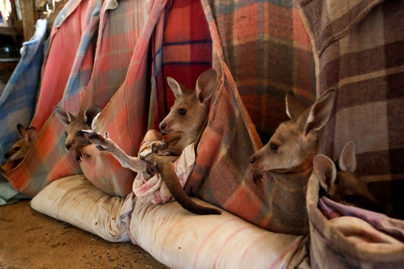 The Wider Image: At home with couple who saved baby kangaroos from the fires