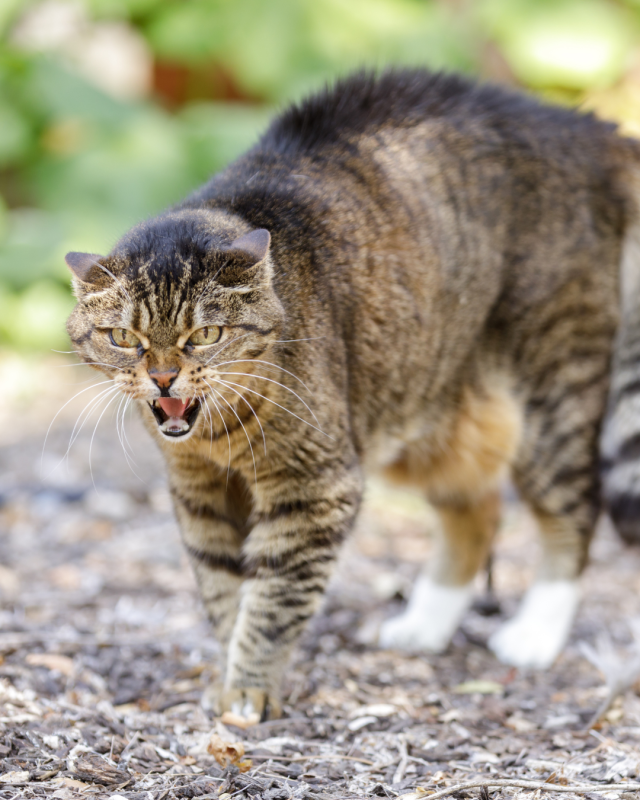 Cat Trap Fever: The best of the bad options for feral cats