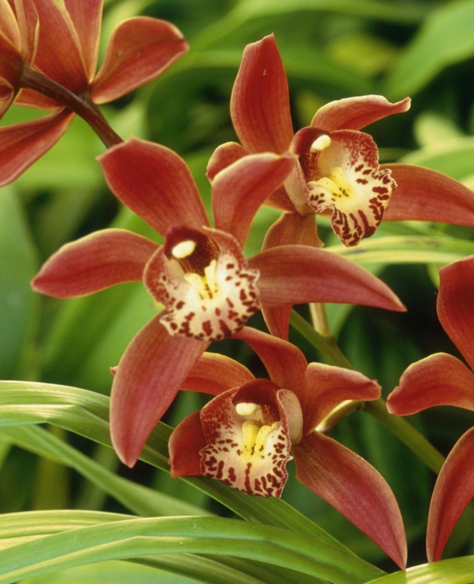 red and yellow catasetum orchids