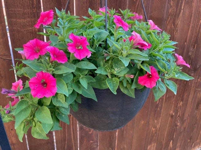 Calibrachoa or "Million Bells" is an excellent flower of many colors that flourish in hanging baskets. Likes morning and midday sun to afternoon light shade. Constant blooming and trailing flower that excels throughout spring to fall. Self cleaning. No deadheading required.
