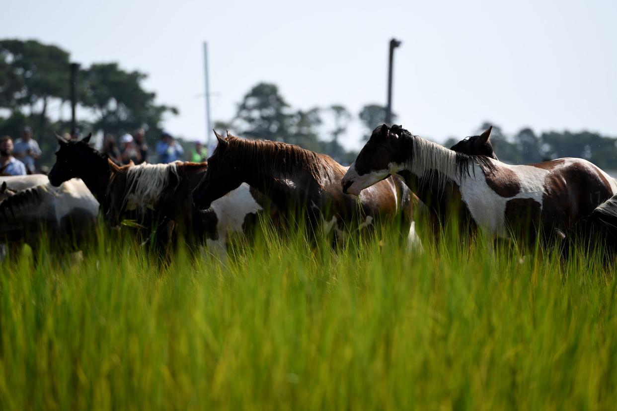 Ponies rest after the Chincotague Pony Swim Wednesday, July 26, 2023, in Chicoteague, Virginia.