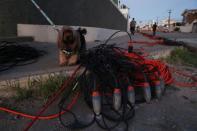 A dog is pictured beside subsoil monitoring equipment installed to track effects of rock salt mining by the petrochemical company Braskem in Maceio