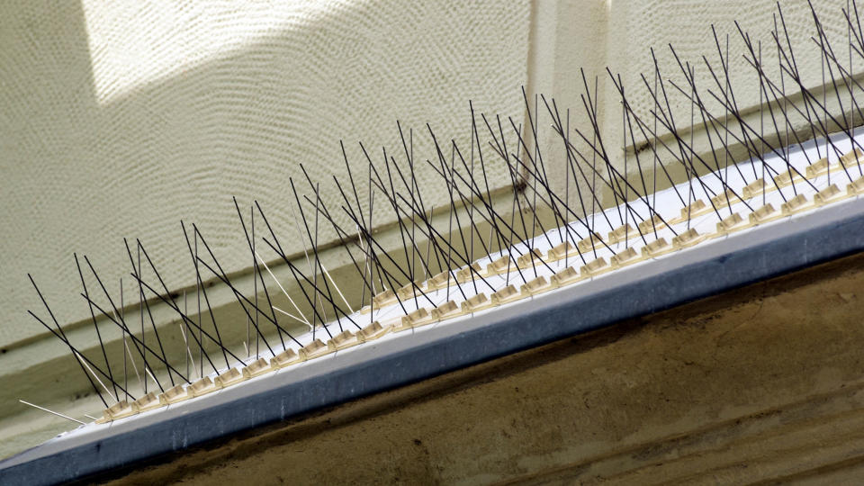 Bird spikes