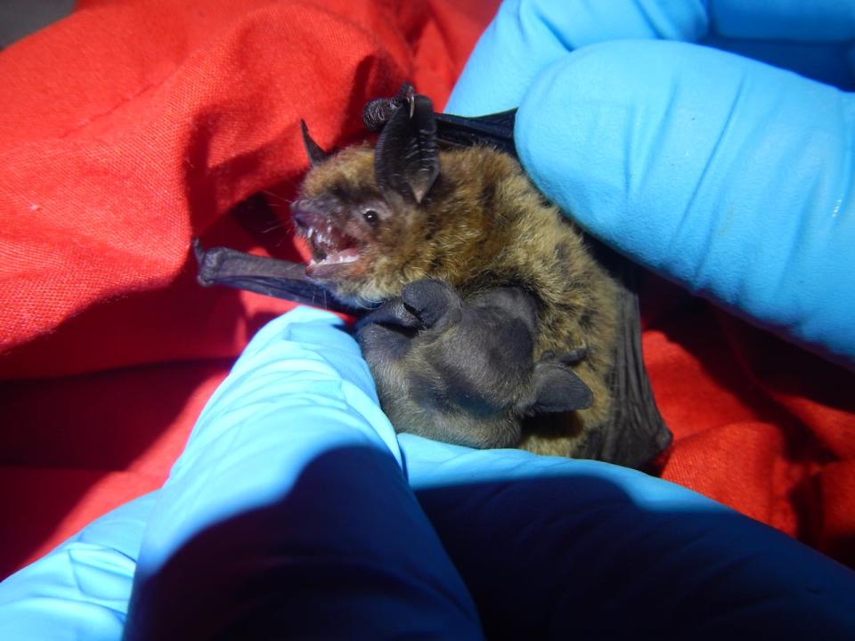 A little brown bat and nursing pup caught from a bat box east of Fredericton. 