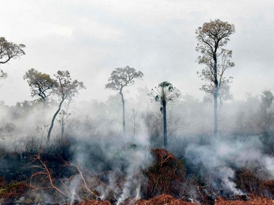 Policies implemented by Brazilian president Jair Bolsonaro have tended to prioritise development and agriculture over conservation, leading to wider deforestation (AFP/Getty Images)