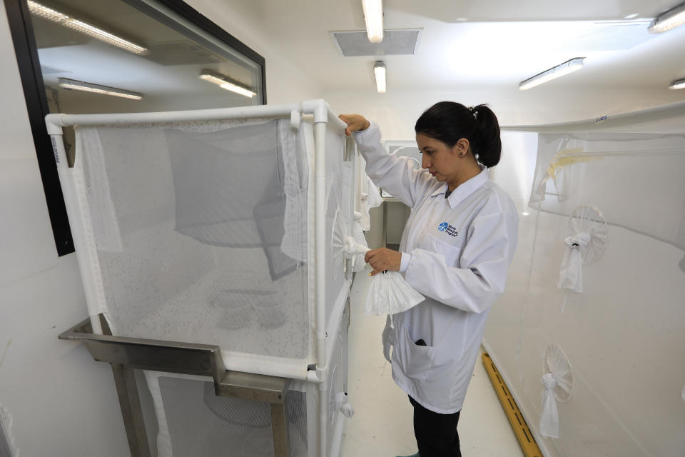 Coordinator Marlene Salazar observes mosquitoes kept in a cube-shaped cage, at the World Mosquito Program’s factory in Medellin, Colombia, Thursday, Aug. 10, 2023. Scientists are breeding the mosquitoes to carry the bacteria Wolbachia, which interrupts the transmission of dengue. (AP Photo/Jaime Saldarriaga)